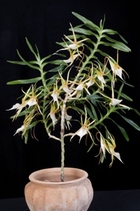 Angraecum viguieri Diamond Orchids CCE/AOS 92 pts.